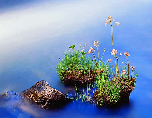 Indian Rhubarb, McCloud River (c) 1997 Gerhard Bock