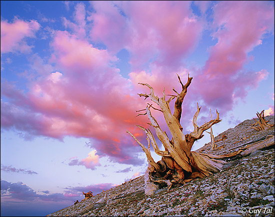 Flaming Bristlecone