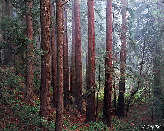 Misty Redwood Forest