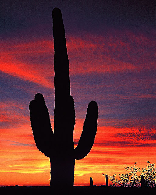 Lone Saguaro Sunset