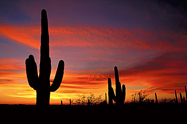 Sunset in Saguaro National Park