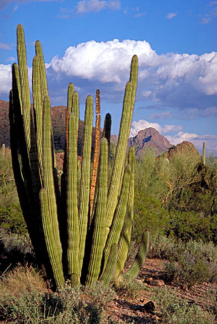 Organ Pipe Cactus