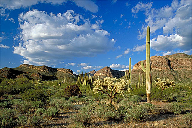 Organ Pipe Desert Vista