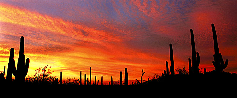 Saguaro Panoramic Sunset