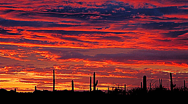 Saguaro Red Sky Panoramic