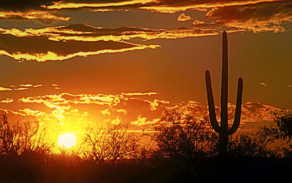 Setting Sun and Silhouetted Saguaro